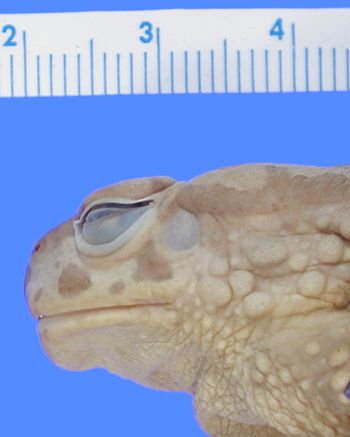 Media type: image; Herpetology A-3223